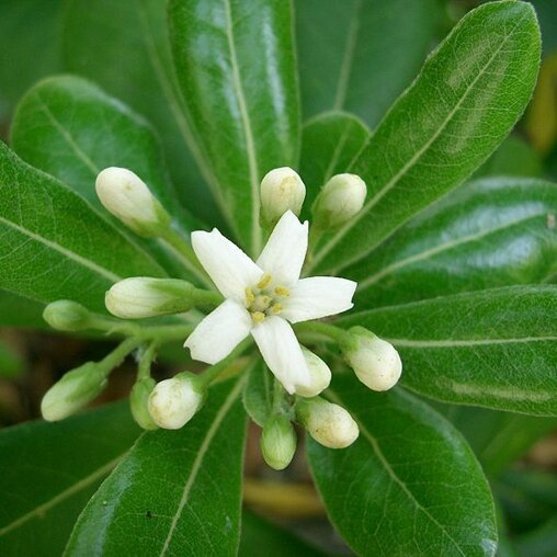 Pittosporum tobira 'Nanum'